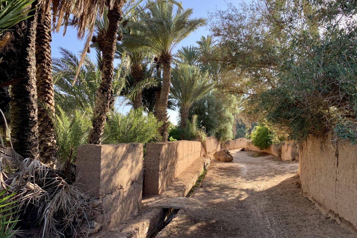 Chemin dans la palmeraie de Tighmert